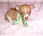 Small #2 Chihuahua