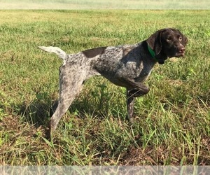 Mother of the German Shorthaired Pointer puppies born on 09/11/2021