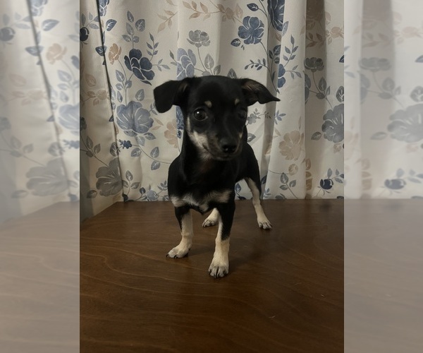 Medium Photo #9 Chihuahua Puppy For Sale in DURHAM, CT, USA