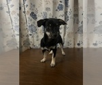 Small #8 Chihuahua