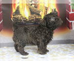 Small Photo #22 Poodle (Toy) Puppy For Sale in CHANUTE, KS, USA