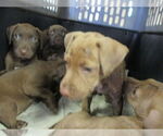 Small Labrador Retriever
