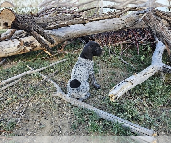 Medium Photo #73 German Shorthaired Pointer Puppy For Sale in EVANSVILLE, WY, USA