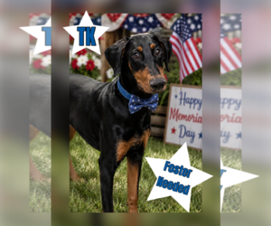 Doberman Pinscher Dogs for adoption in Menifee, CA, USA