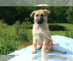 Small #4 German Shepherd Dog