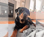 Small #3 Rottweiler