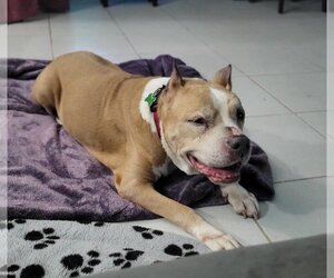 American Pit Bull Terrier-Unknown Mix Dogs for adoption in Pompano Beach , FL, USA