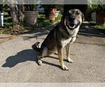 Small German Shepherd Dog Mix