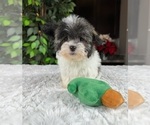 Small Photo #4 Havanese Puppy For Sale in GREENWOOD, IN, USA