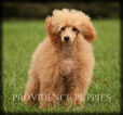 Small Photo #53 Poodle (Miniature) Puppy For Sale in COPPOCK, IA, USA