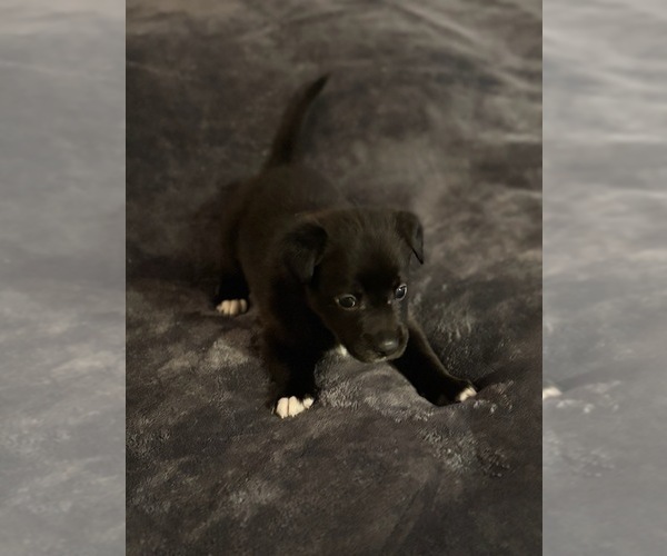 Medium Photo #1 American Pit Bull Terrier-Black Norwegian Elkhound Mix Puppy For Sale in DISTRICT HEIGHTS, MD, USA