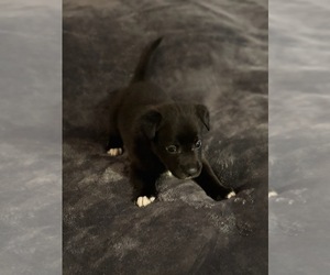 American Pit Bull Terrier-Black Norwegian Elkhound Mix Puppy for sale in DISTRICT HEIGHTS, MD, USA
