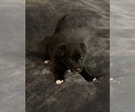 Small American Pit Bull Terrier-Black Norwegian Elkhound Mix