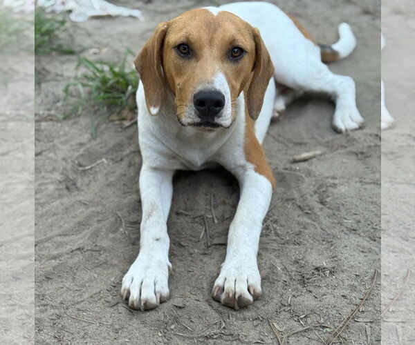 Medium Photo #1 Labrador Retriever-Unknown Mix Puppy For Sale in Rockaway, NJ, USA