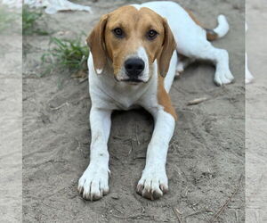 Medium Labrador Retriever Mix