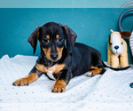 Puppy Kyson Dachshund