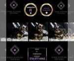 Small Photo #151 YorkiePoo Puppy For Sale in WARSAW, IN, USA