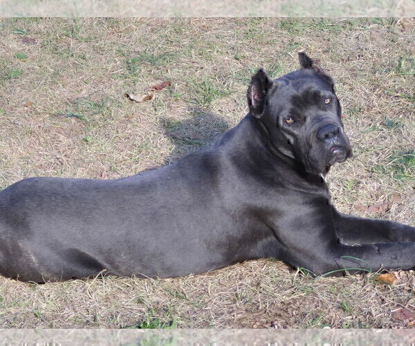 Medium Photo #15 Cane Corso Puppy For Sale in COLUMBIA, SC, USA