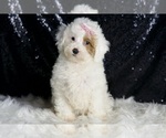 Small Photo #9 Poodle (Miniature) Puppy For Sale in WARSAW, IN, USA