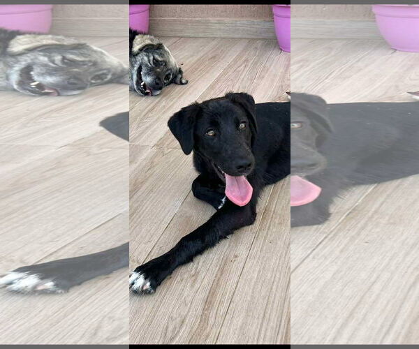 Medium Photo #3 Labrador Retriever-Unknown Mix Puppy For Sale in NYC, NY, USA