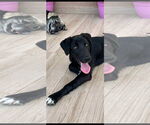 Small #2 Labrador Retriever Mix