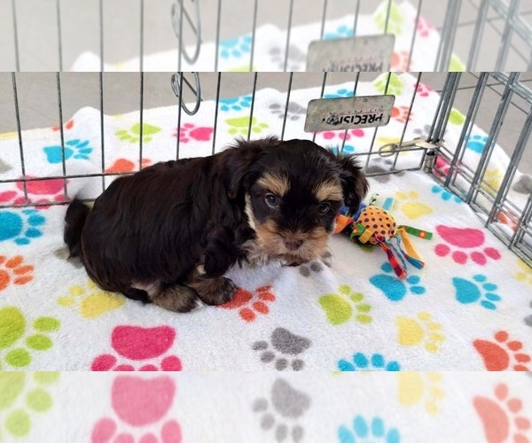 Medium Photo #4 Havashire Puppy For Sale in ORO VALLEY, AZ, USA