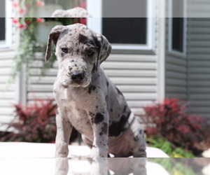Great Dane Puppy for sale in SHILOH, OH, USA