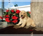 Small Photo #15 Golden Retriever Puppy For Sale in SUGARCREEK, OH, USA