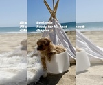 Small Photo #1 Maltipoo (Toy) Puppy For Sale in MANHATTAN BEACH, CA, USA