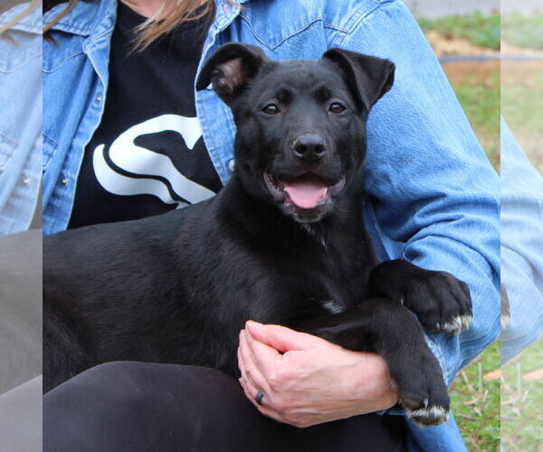 Medium Photo #1 Mutt Puppy For Sale in Prattville, AL, USA