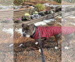 Small #3 American Pit Bull Terrier Mix