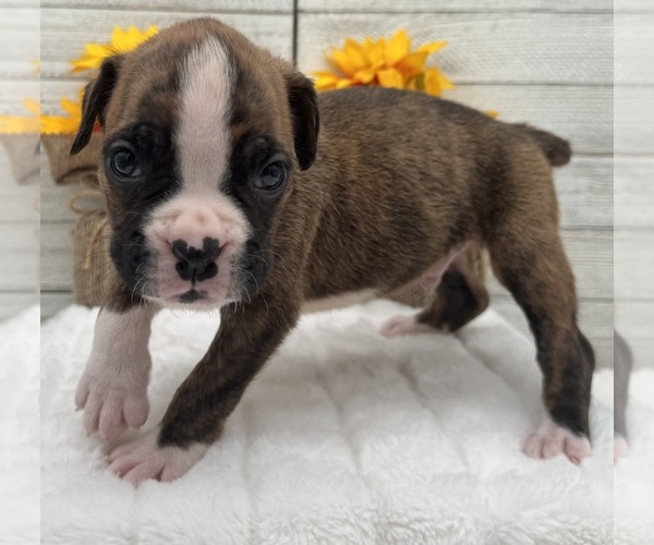 Medium Photo #13 Boxer Puppy For Sale in PAWNEE CITY, NE, USA