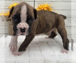 Small #12 Boxer