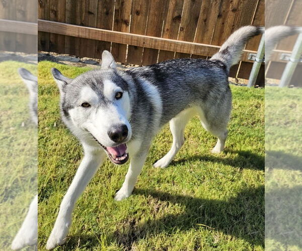 Medium Photo #2 Huskies -Unknown Mix Puppy For Sale in McKinney, TX, USA