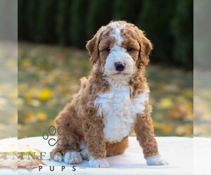 Goldendoodle (Miniature) Puppy for sale in LANCASTER, PA, USA