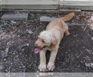 Mother of the Goldendoodle-Poodle (Standard) Mix puppies born on 05/12/2025