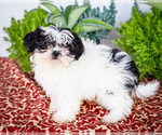 Puppy Blake Shih Tzu