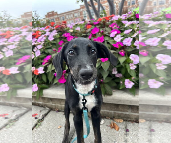 Medium Photo #11 Mutt Puppy For Sale in Germantown, OH, USA