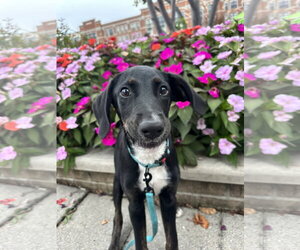 Doritos - Male Mutt Dog for Adoption - Photo #11