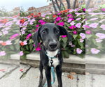 Small Photo #11 Mutt Puppy For Sale in Germantown, OH, USA