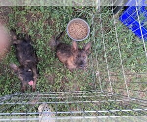 Australian Terrier-Cairn Terrier Mix Puppy for sale in WHITEWOOD, SD, USA