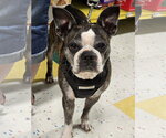 Small Boston Terrier Mix