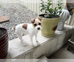 Small Photo #5 Jack Russell Terrier Puppy For Sale in DUNDEE, OH, USA