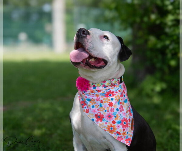 Medium Photo #6 American Staffordshire Terrier Puppy For Sale in Spring Lake, NJ, USA