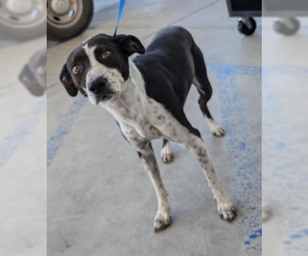 Medium Photo #1 Australian Cattle Dog-Unknown Mix Puppy For Sale in Bakersfield, CA, USA