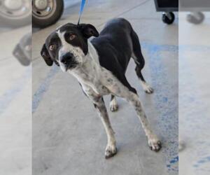 Australian Cattle Dog-Unknown Mix Dogs for adoption in Bakersfield, CA, USA