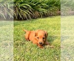 Small Photo #44 Double Doodle Puppy For Sale in LAGRANGE, GA, USA
