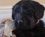 Small #4 Goldendoodle
