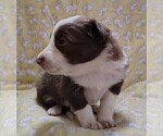 Small #7 Border Collie