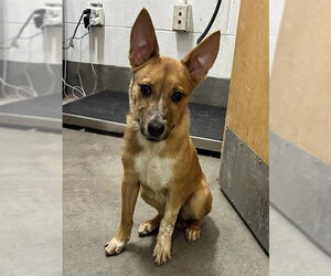 Carolina Dog Dogs for adoption in Forestville, MD, USA
